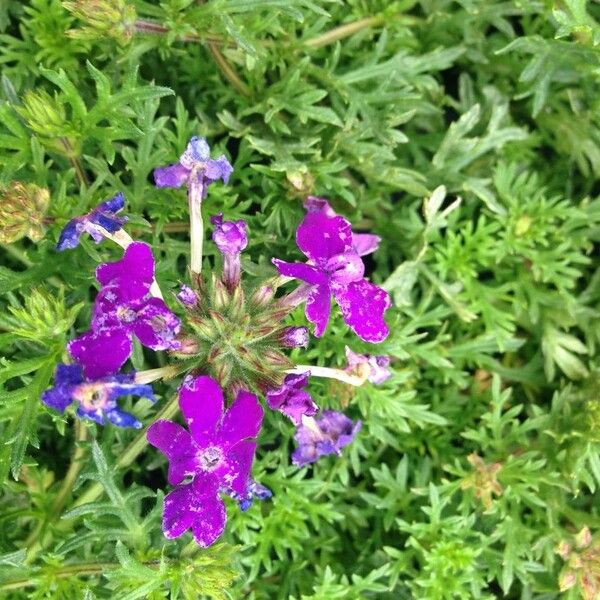 Verbena tenera Habit