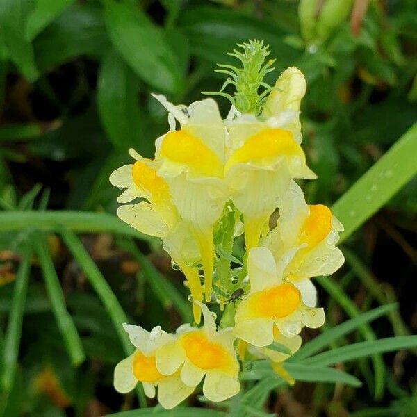 Linaria vulgaris Flower