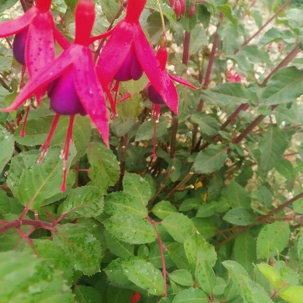 Fuchsia magellanica പുഷ്പം