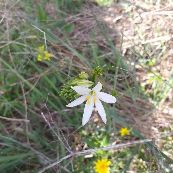 Anthericum liliago Flower