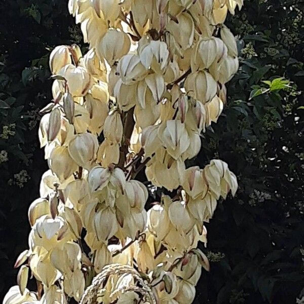 Yucca gloriosa Λουλούδι