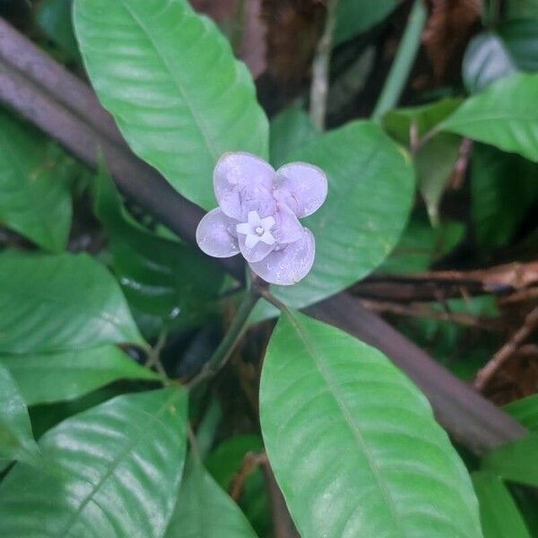 Psychotria urbaniana Kvet