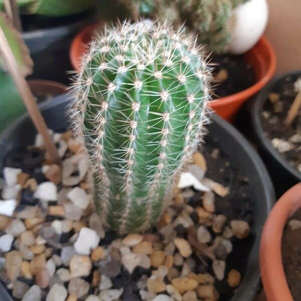 Echinocereus pectinatus Blatt