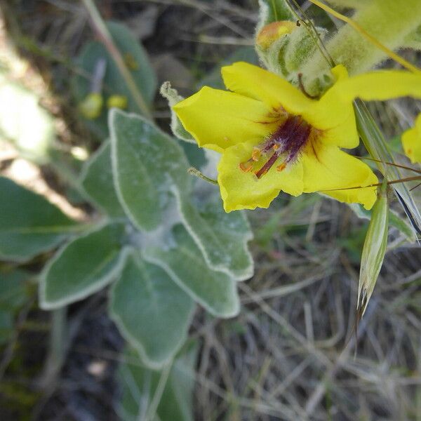 Verbascum boerhavii кора