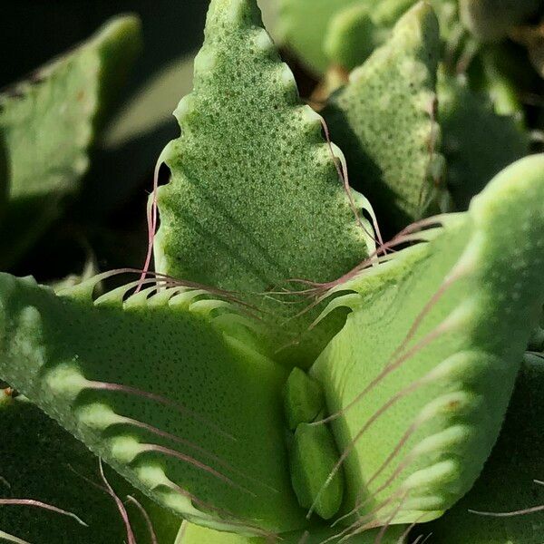 Faucaria tigrina Habitus