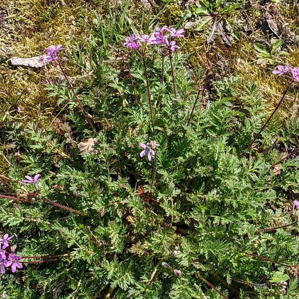 Erodium cicutarium Hábito