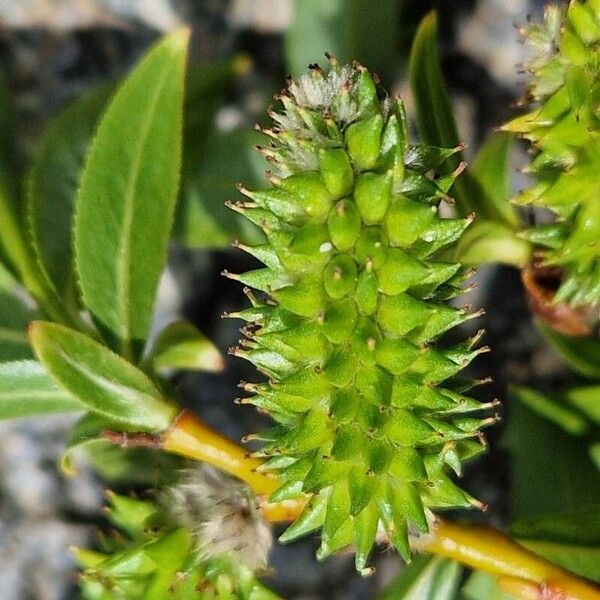 Salix daphnoides Fruto