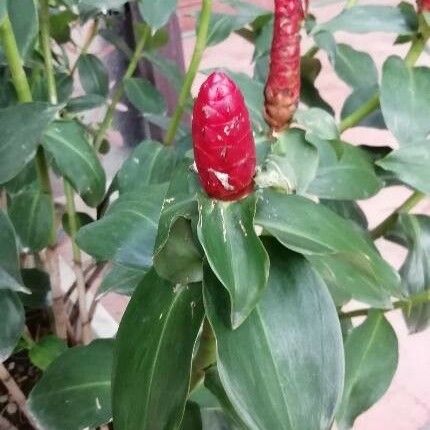 Costus spicatus ফুল