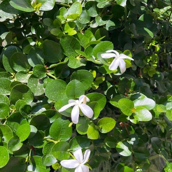 Carissa macrocarpa Flower