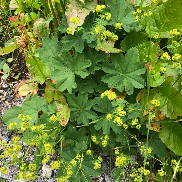 Alchemilla xanthochlora Kvet