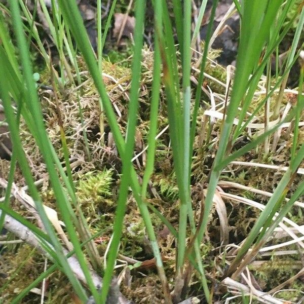 Carex diandra Hoja
