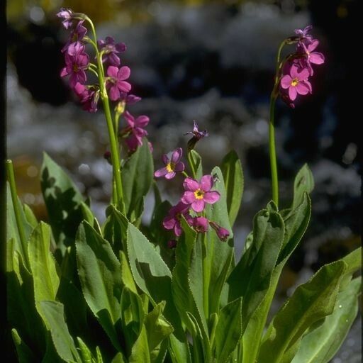 Primula parryi Habitatea