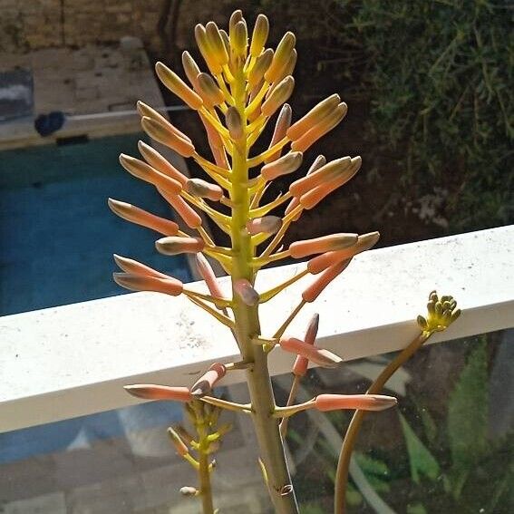 Aloe maculata Цвят