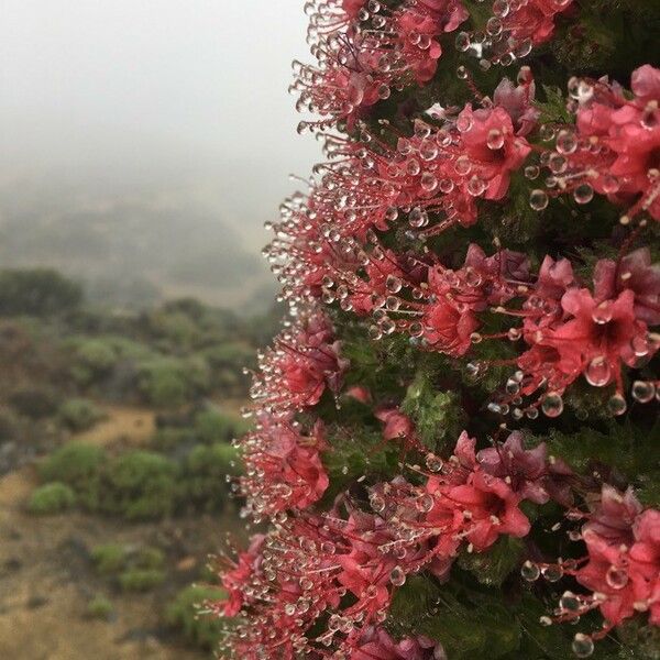 Echium wildpretii Çiçek