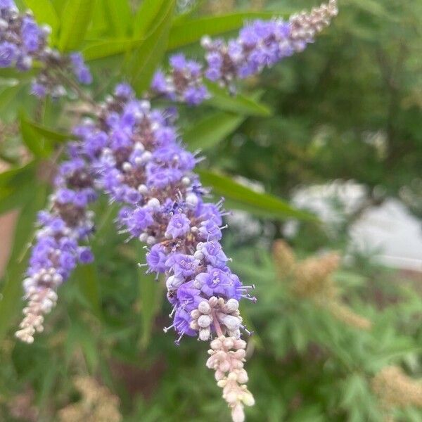 Vitex agnus-castus Flower