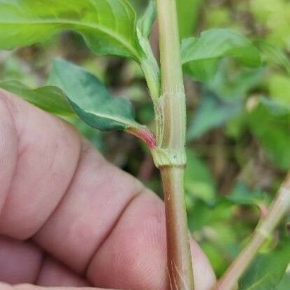 Persicaria maculosa Fulla