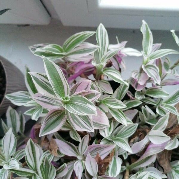 Tradescantia fluminensis Folha