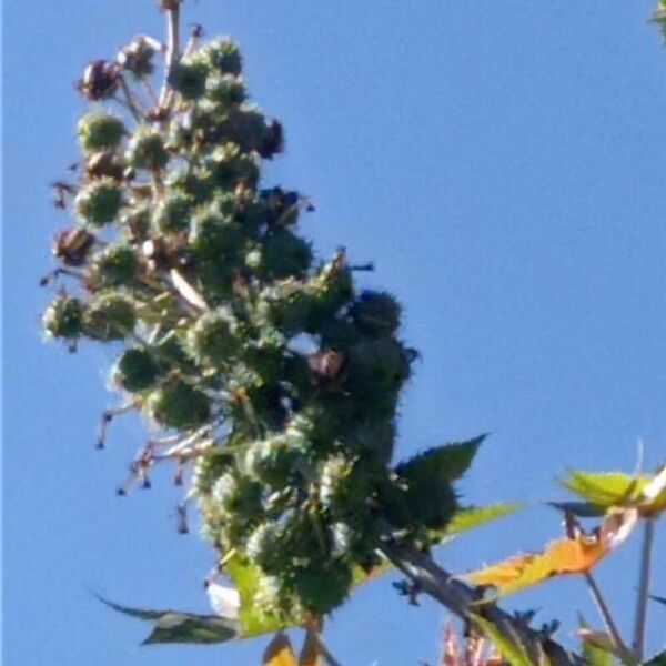 Ricinus communis Flower