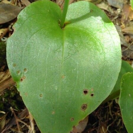 Gennaria diphylla Leaf