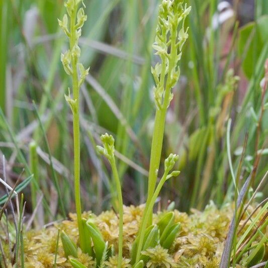 Hammarbya paludosa 整株植物