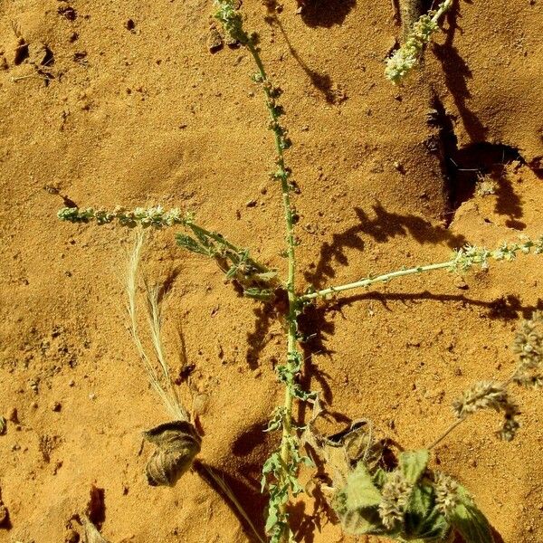 Caylusea hexagyna Flower