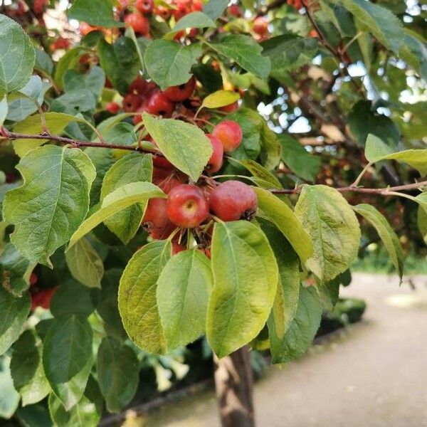 Malus baccata 果實