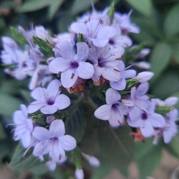 Eranthemum pulchellum Flower