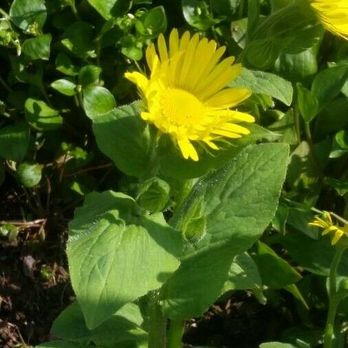 Doronicum pardalianches Fiore