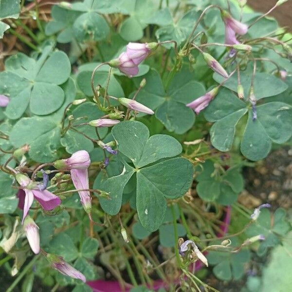 Oxalis articulata পাতা