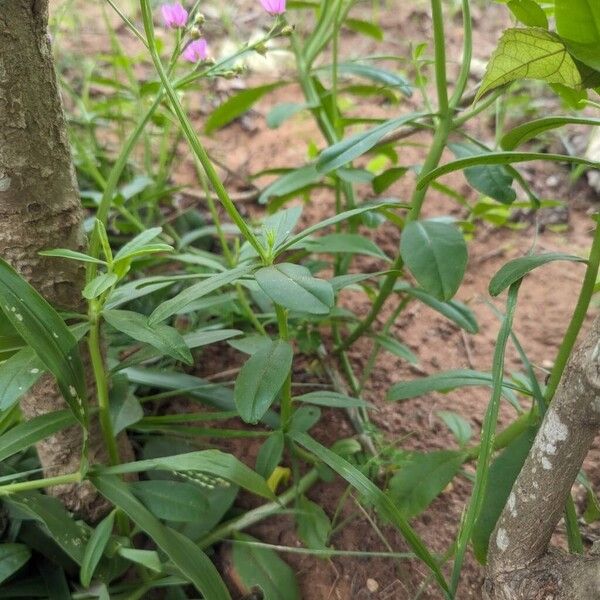 Talinum paniculatum Plante entière