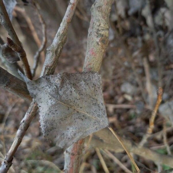 Populus nigra पत्ता