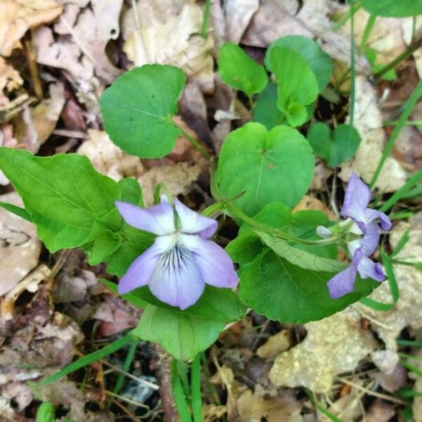 Viola reichenbachiana 花