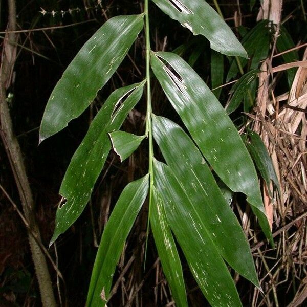 Bambusa bambos Leaf