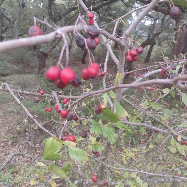 Crataegus azarolus ফল