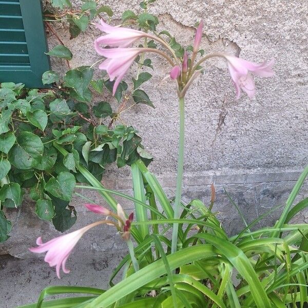 Crinum bulbispermum Flor