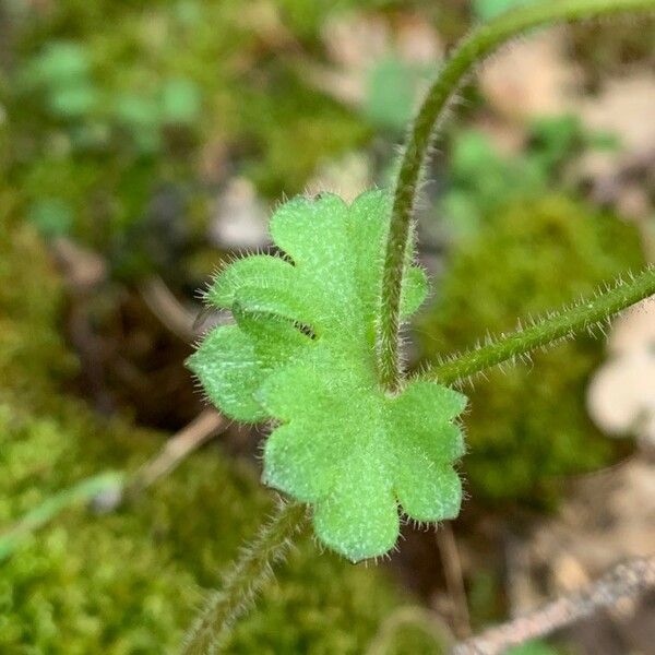 Saxifraga granulata 葉