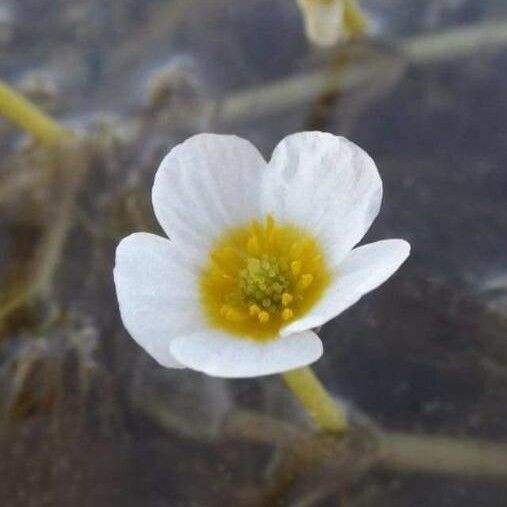 Ranunculus fluitans Flower