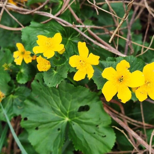 Caltha palustris Leaf