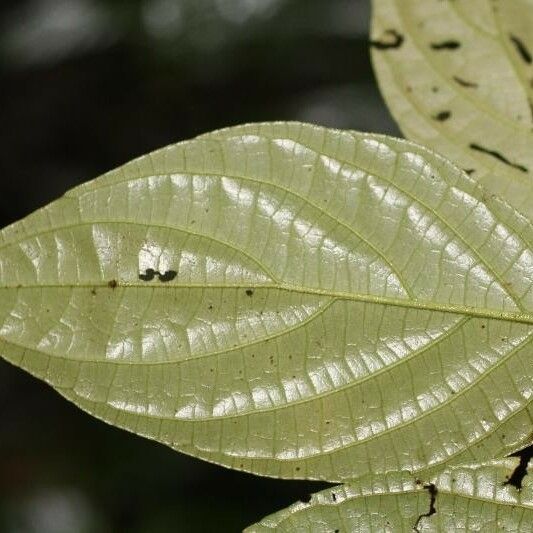 Piper hispidum Leaf