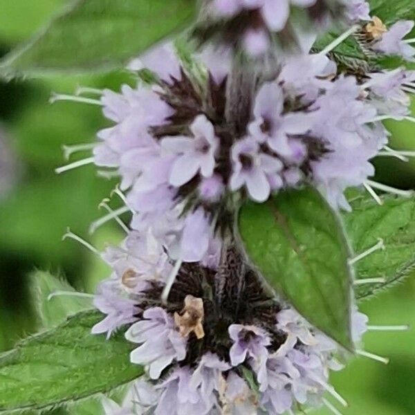 Mentha arvensis Flower