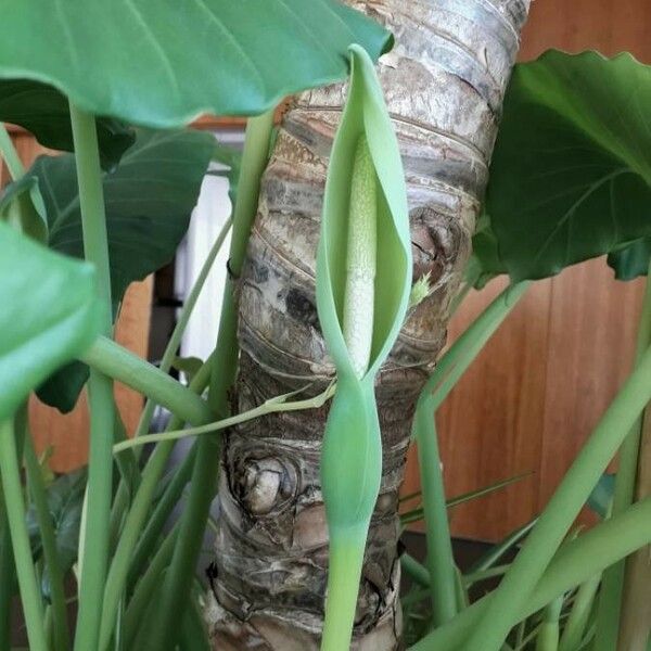 Monstera deliciosa Flower