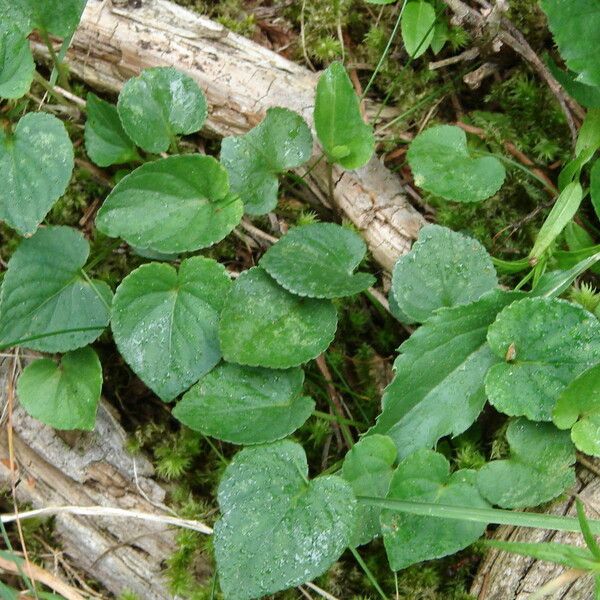 Viola canina Hoja