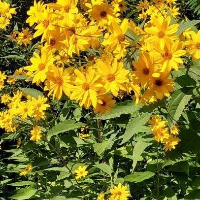 Helianthus strumosus Flower