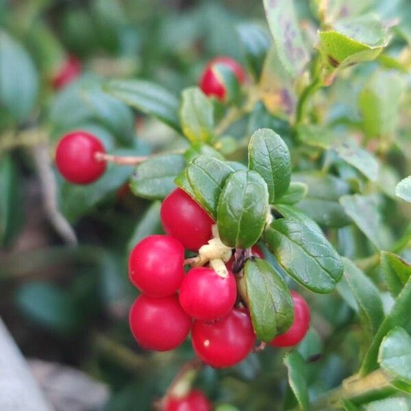 Vaccinium vitis-idaea Hedelmä