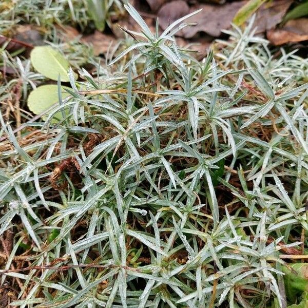 Dianthus plumarius Leaf