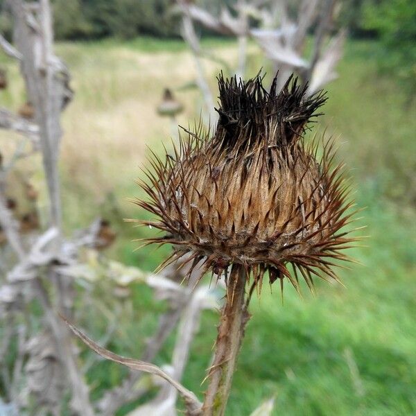 Onopordum acanthium Flor