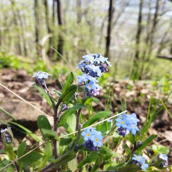 Myosotis sylvatica Flor