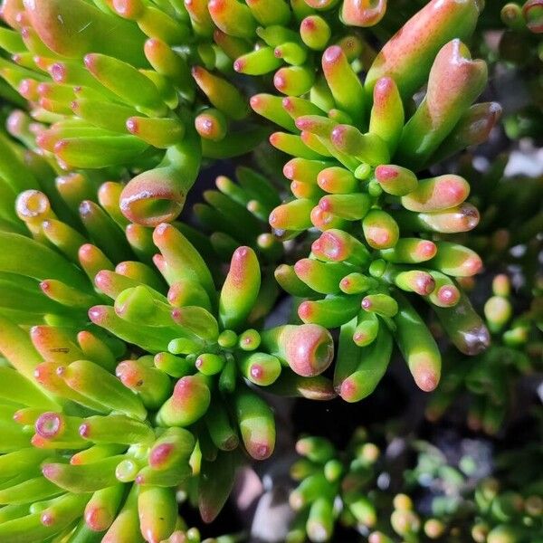 Crassula ovata Leht