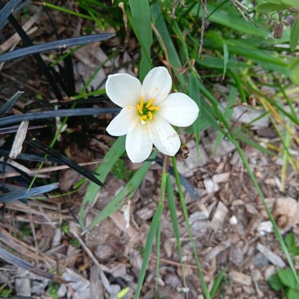 Zephyranthes candida 花