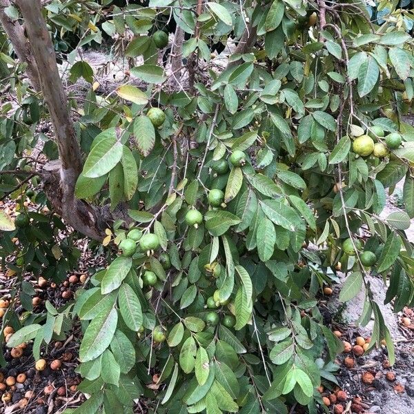 Psidium guajava Blad